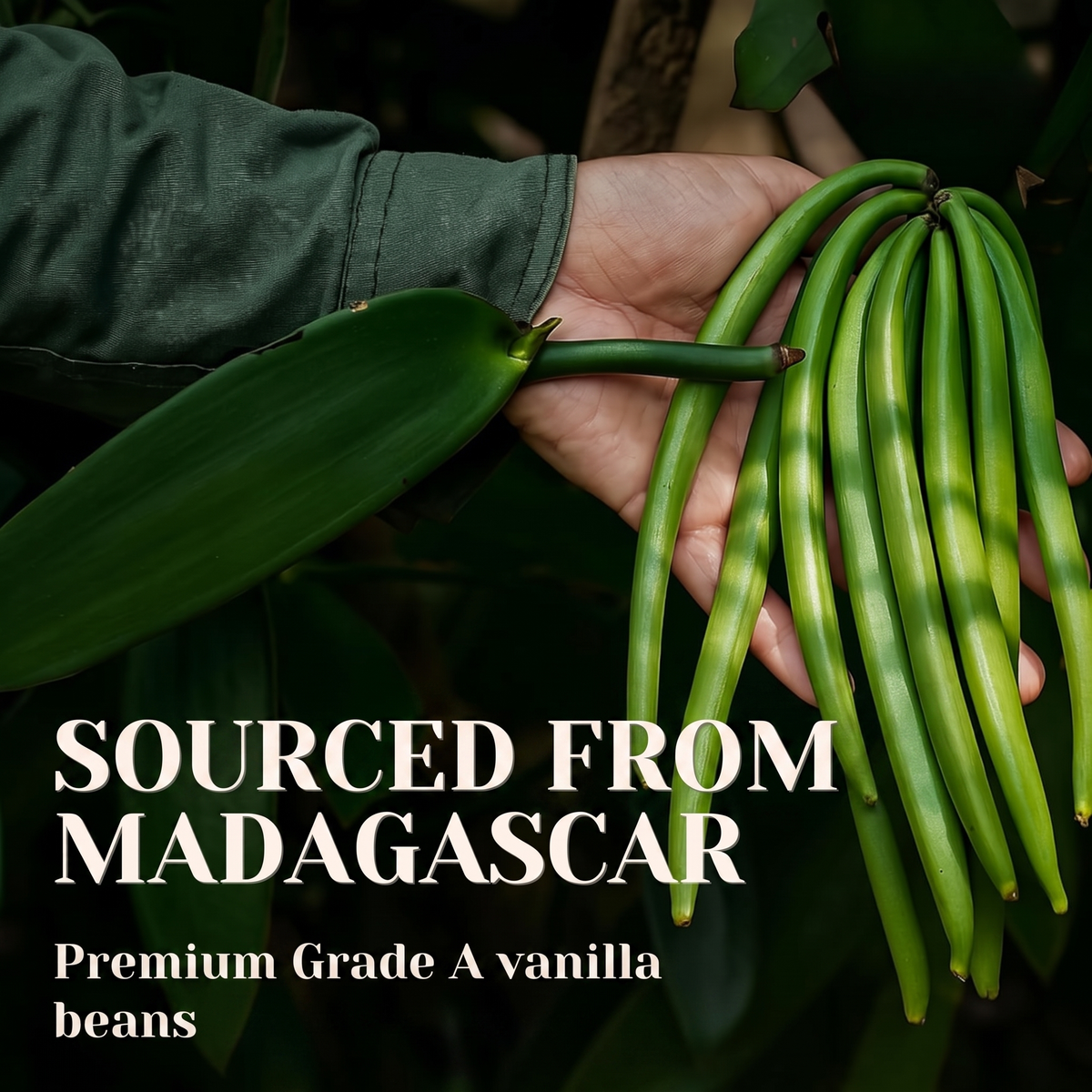 Bourbon Vanilla Beans, Grade A Gourmet, 16-18 cm